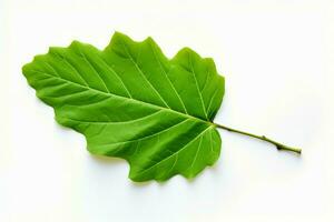 einer Grün Blatt von Feige Baum. generieren ai foto