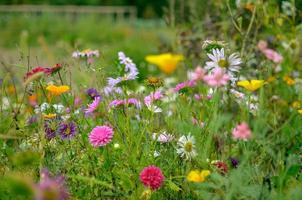 Feld der Kosmosblume, Wiese mit Aster, Kamille, Esholtzia foto