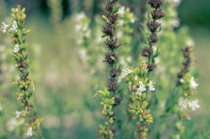 Thymus serpyllum blüht im Garten, Nahaufnahme foto