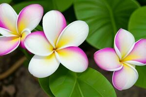 Plumeria Blume. Hintergrund. ai generativ Profi Foto