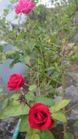 horizontal schön rot Rose Blume Fotografie. foto