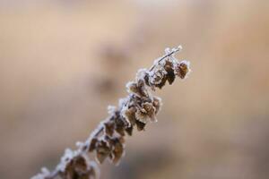 Pflanzen im ein kalt eisig Winter Morgen bedeckt mit Weiß Frost foto