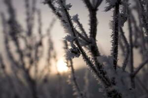 Pflanzen im ein kalt eisig Winter Morgen bedeckt mit Weiß Frost foto