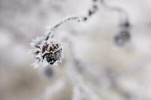 Pflanzen im ein kalt eisig Winter Morgen bedeckt mit Weiß Frost foto
