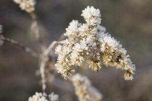 Pflanzen im ein kalt eisig Winter Morgen bedeckt mit Weiß Frost foto