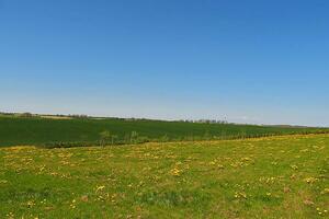 Frühling minimalistisch Landschaft mit Grün Gras und Blau Himmel foto