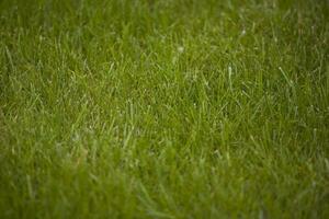 Hintergrund mit Grün Frühling Gras von das Garten foto