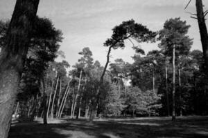 malerisch Herbst Wald Landschaft mit bunt Bäume und Nadelbaum und Schmutz Wege foto