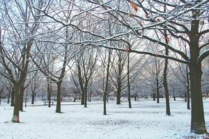 Winter Landschaft mit frisch Schnee und Bäume foto