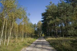 malerisch Herbst Wald Landschaft mit bunt Bäume und Nadelbaum und Schmutz Wege foto