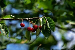 Süss rot Kirschen auf ein Baum Ast unter Grün Blätter auf ein Sommer- warm Tag foto