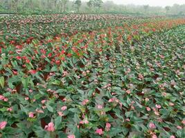 Anthurium oder Flamingo Blume im Natur Garten foto