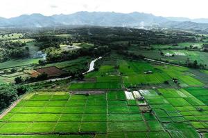 Landschafts-Reisfeld in Asien, Luftaufnahme von Reisfeldern