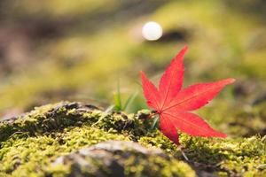 rotes Momiji-Ahornblatt auf dem grünen Moos und Felsen foto