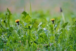 Hintergrund mit Blumen foto