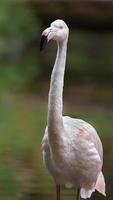 Porträt eines größeren Flamingos foto