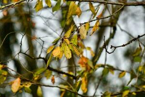 Herbst Blätter auf ein Baum Ast foto