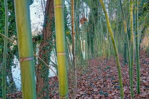 Hintergrund mit Bambus foto