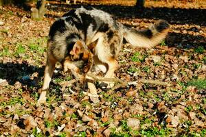 ein Hund ist spielen mit ein Stock im das Wald foto