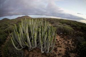 ein Kaktus Pflanze im das Mitte von ein Wüste foto