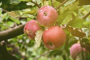 rot Apfel auf Baum foto