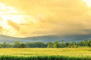 Landschaft des Maisfeldes mit dem Sonnenuntergang, Bauernhof des grünen Getreidefeldes. foto