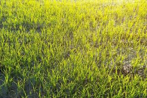 Landschaft von Greenfield und Reissetzlingen, Farmen mit Reissetzlingen foto