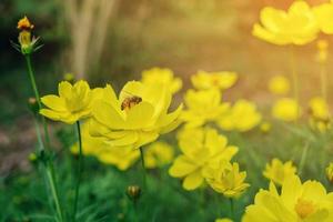 Kosmosblume und gelbe Raumschiffblume im Garten am Morgen. foto