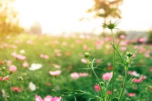 Kosmosblume und rosa Raumschiffblume im Garten am Morgen. foto
