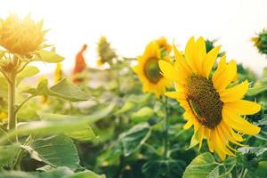 Nahaufnahme von Sonnenblumen und gelben Blumen auf der Parklandschaft foto