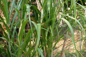 Zucker Stock Pflanze welche hat das Latein Name Saccharum officinarum foto