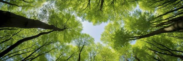 suchen oben beim das Grün Spitzen von Bäume. ai generiert foto