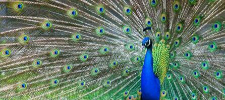 Pfau Porträt. schön bunt Pfau Feder foto