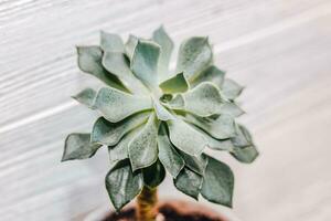 Grün Echeveria saftig im ein Topf gegen das Hintergrund von Weiß Bretter foto