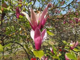 Magnolienbaum Blume foto