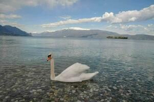 ein Schwan Schwimmen im das Wasser in der Nähe von ein See foto