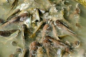 Fische im Wasser foto