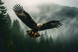 Foto von ein Adler Über das Wald im Nebel. hoch Qualität. ai generativ