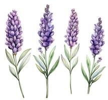 Aquarell Zeichnung, Lavendel Blumen. realistisch Illustration im Jahrgang Stil. ai generiert foto