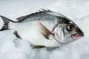 Seebrasse Fisch Eis Essen Markt. generieren ai foto