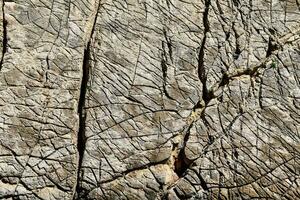 ein Felsen Detail foto