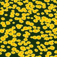 Gelb Gänseblümchen Blumen Hintergrund. Blume Hintergrund Hintergrund Design. ai generiert Bilder foto