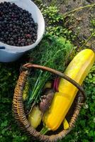 gepflückt Brombeere Beeren, Ernte von das Garten, Zucchini und Dill foto