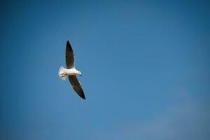 Vogel fliegt in den blauen Himmel foto