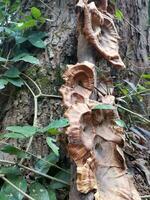 Abalone Pilze wachsen unter Bäume im Regenwald. Süd-Ost Asien Region foto