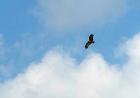 das Falke fliegend frei im das Himmel. foto