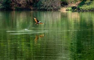 das Falke ist Jagd Beute auf das Fluss. foto