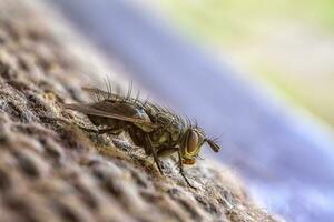 detailliert Makro von Sitzung Fliege, verschwommen Hintergrund. horizontal Aussicht foto