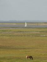 die Insel Spiekeroog foto