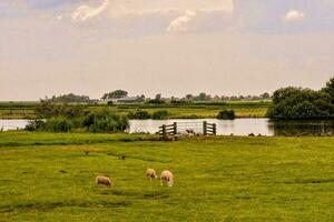 Schaf Weiden lassen im das Gras durch ein See foto